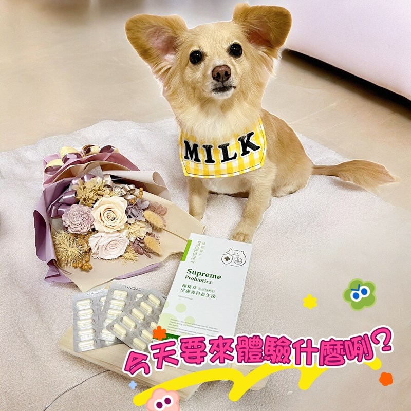試用